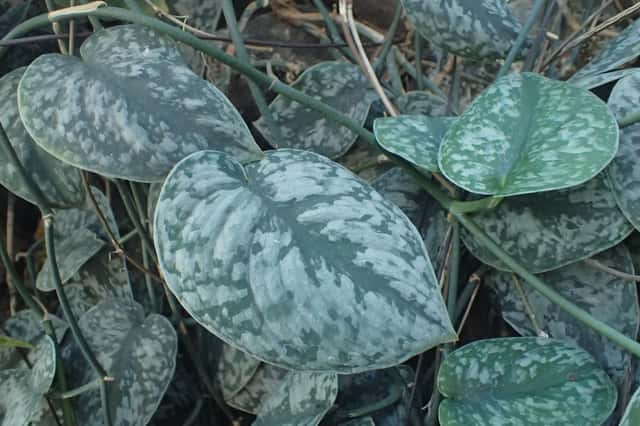 Scindapsus Exotica