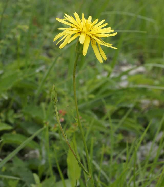 Escorzonera
