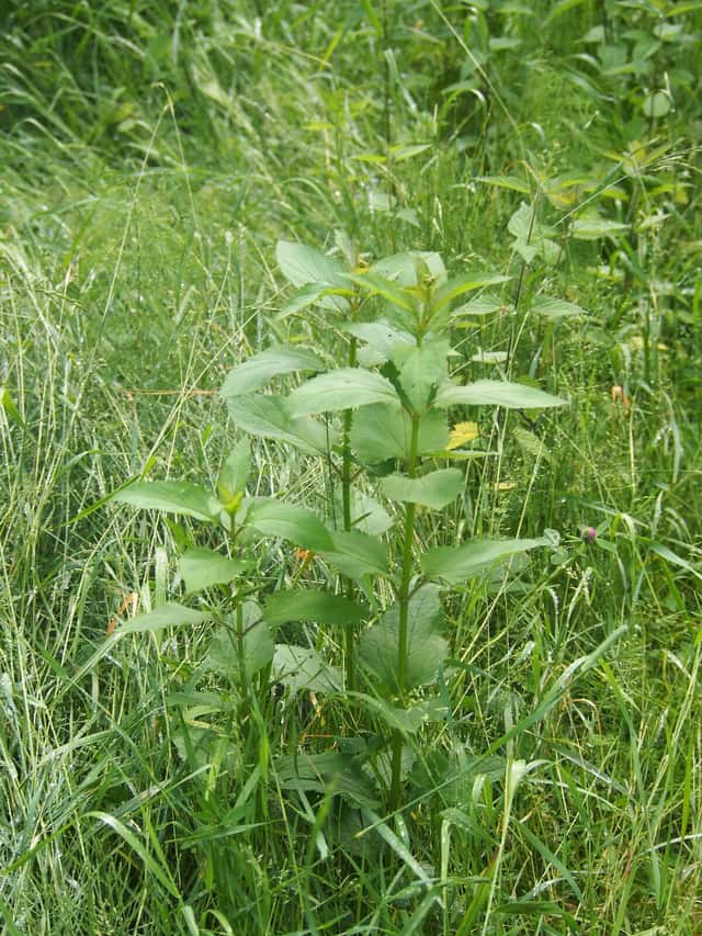 Scrofularia