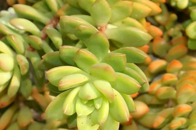 Golden Sedum