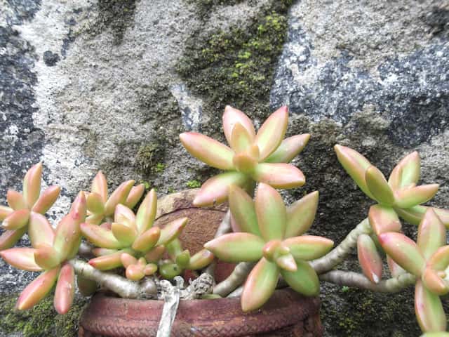 Sedum-ouro