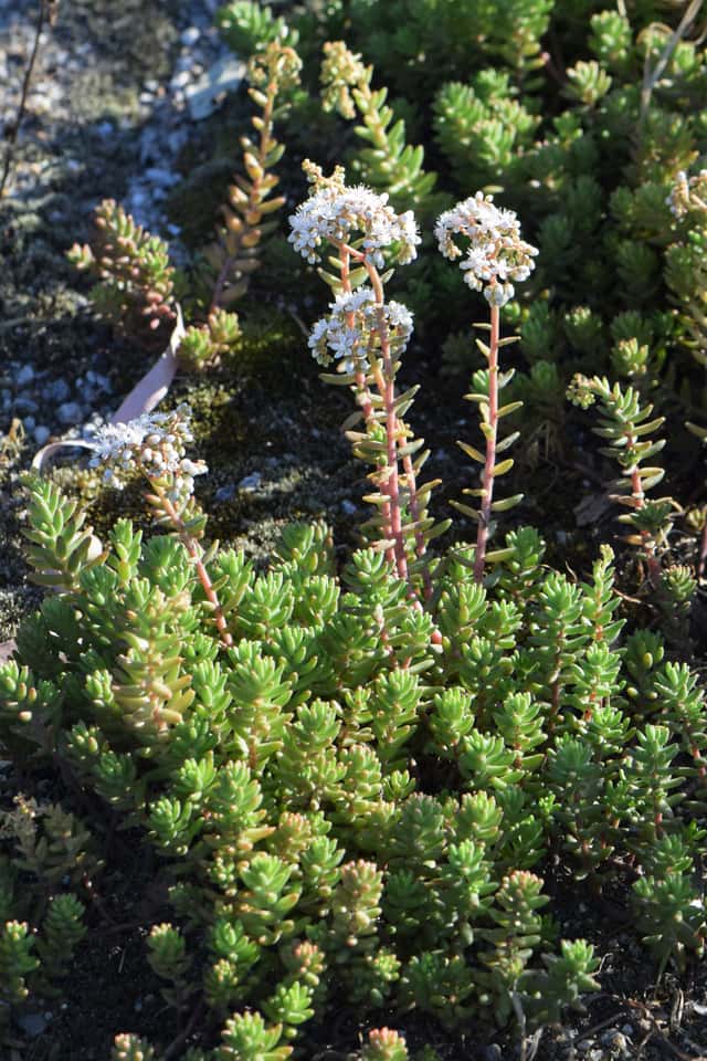 Sedum Branco
