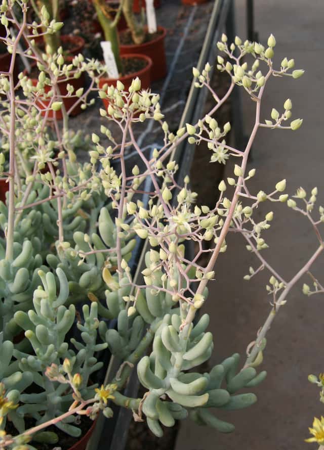 Sedum fantasma