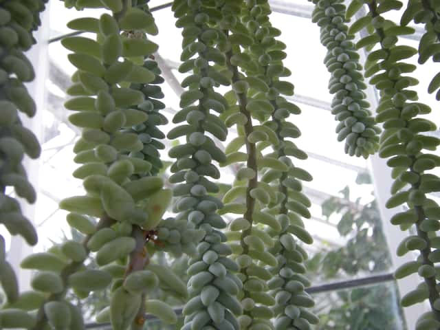 Burrito sedums