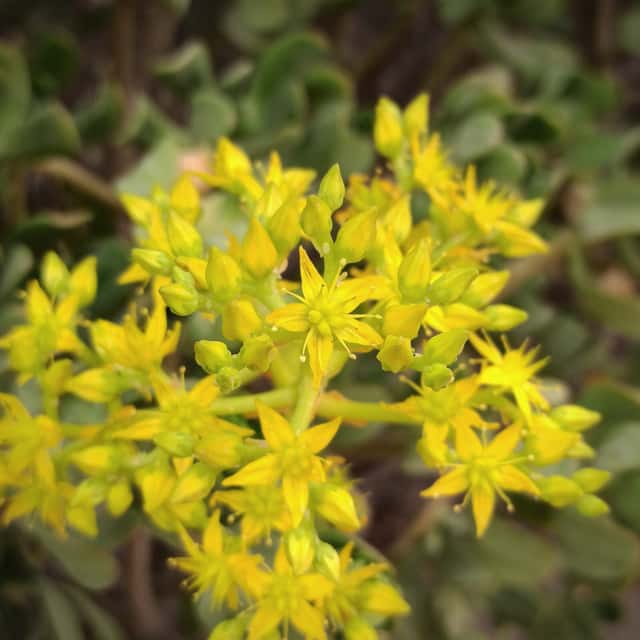 Sedum-arbóreo