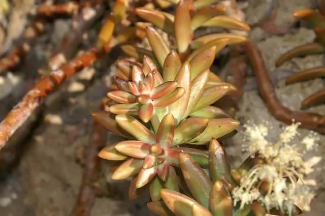 Sedum Coppertone