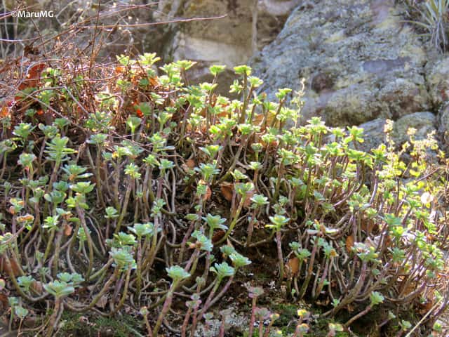 Sedum-de-Palmer