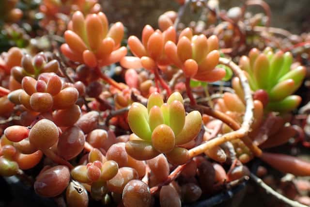 Jelly Bean Plant
