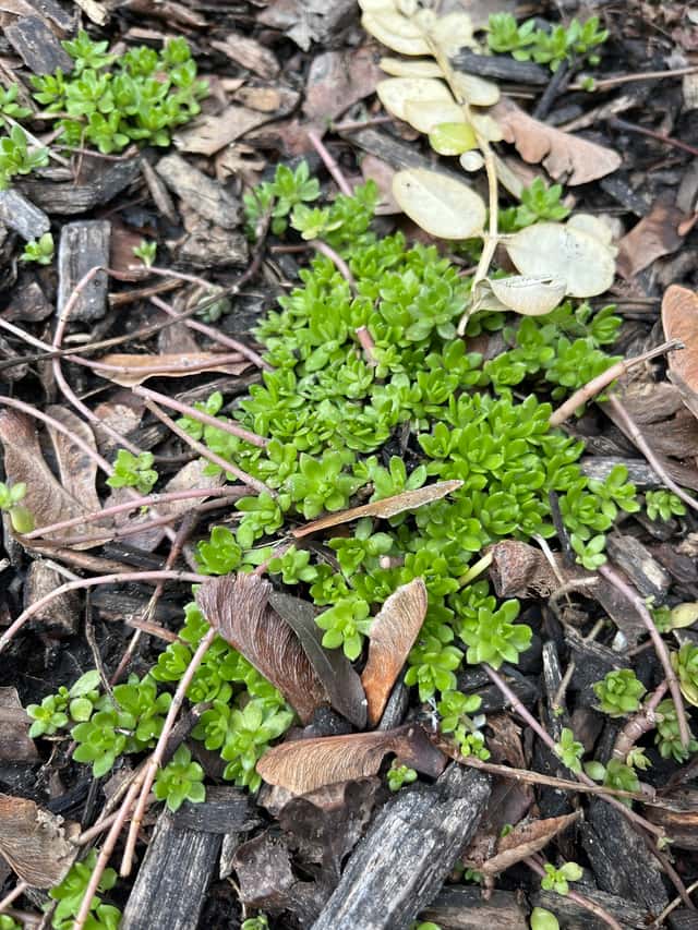 Sedum-rasteiro