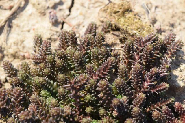 tasteless stonecrop