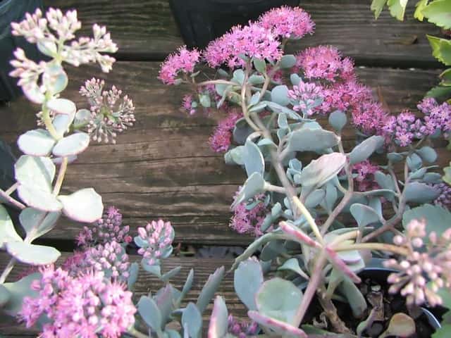 Sedum-de-Siebold