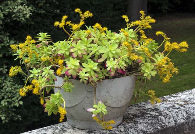 Sedum-pacífico