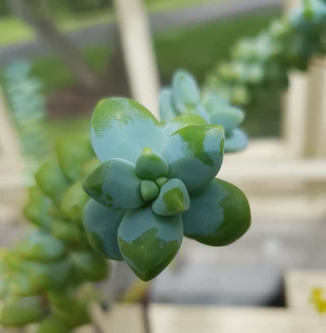 Sedum prateado