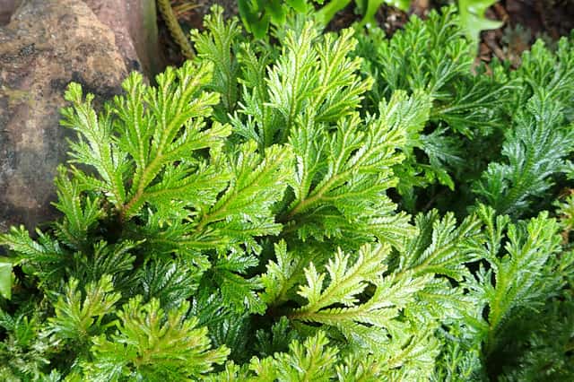 Martens' Spikemoss