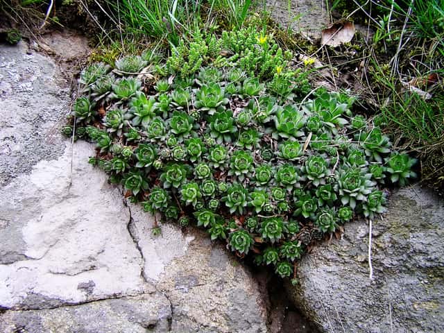 Siempreviva rusa