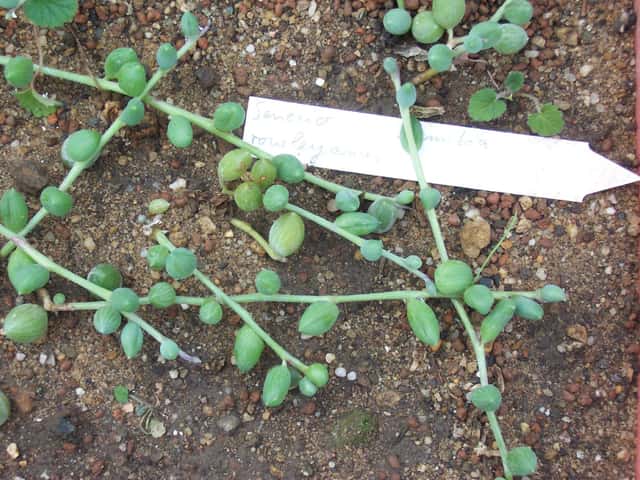 Senecio