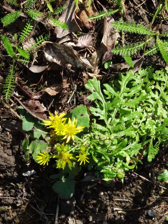 Oxford Ragwort