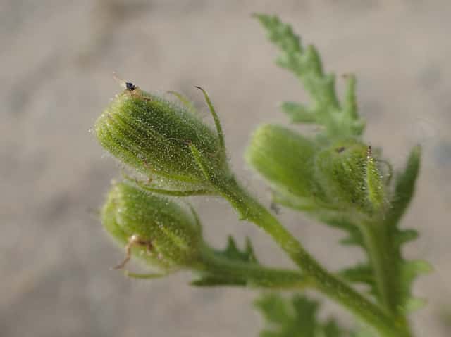 Tasneirinha-viscosa