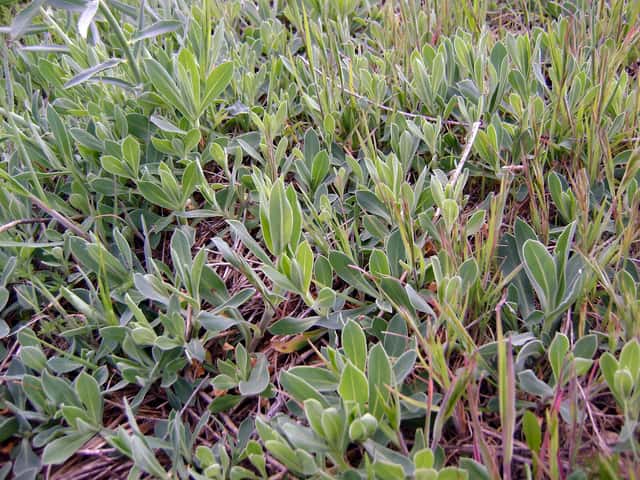 Silene rigonfia