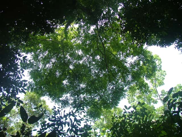 Paradiesbaum