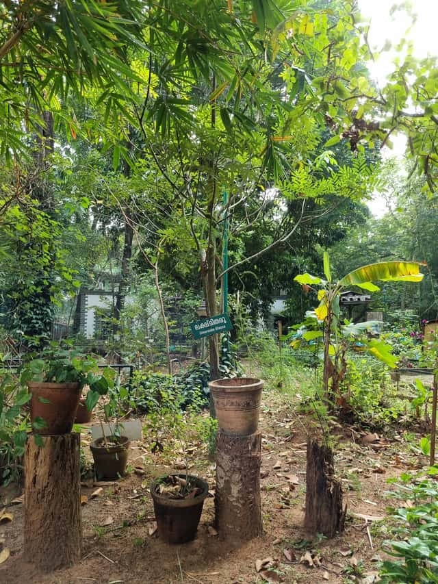 Bitterwood