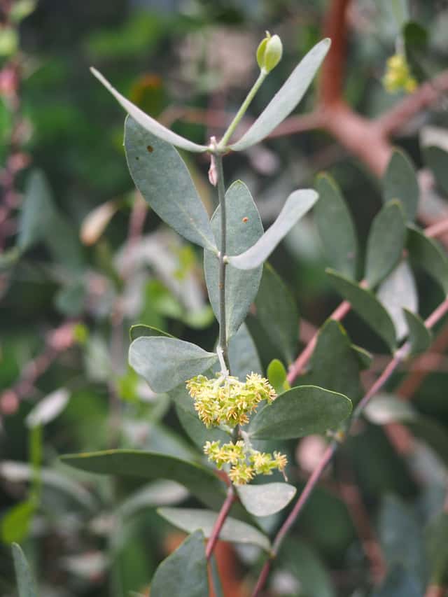 Jojoba