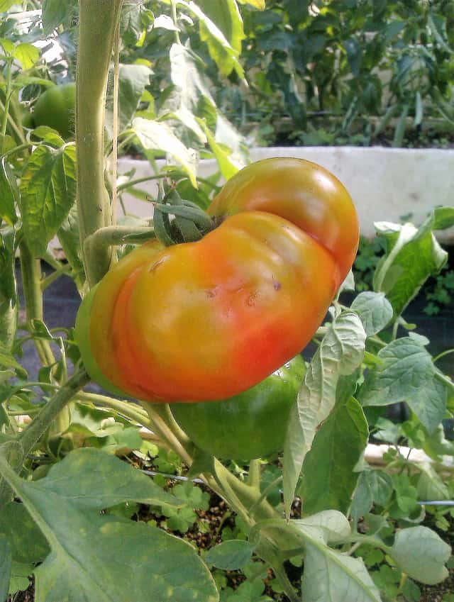 Tomato