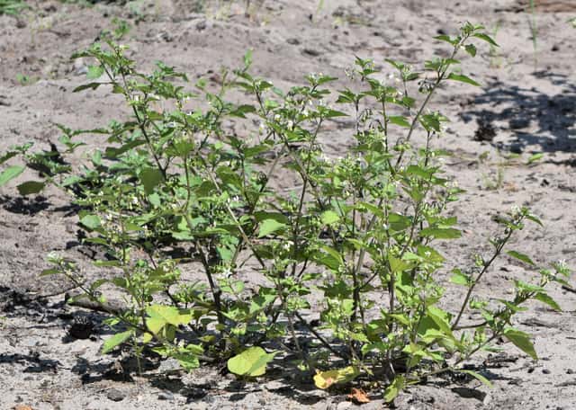 Black Nightshade