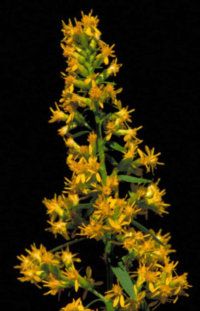 Vara-de-ouro