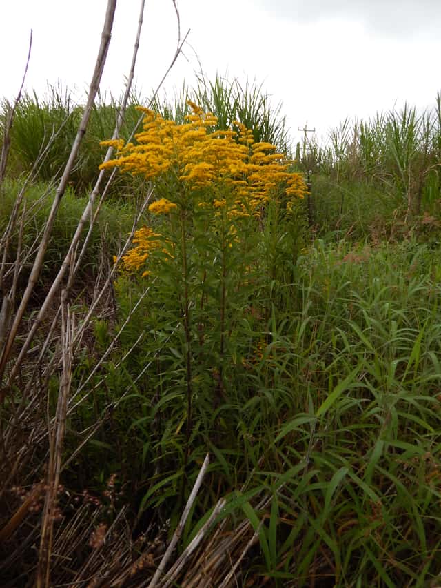 Solidago-do-Canadá