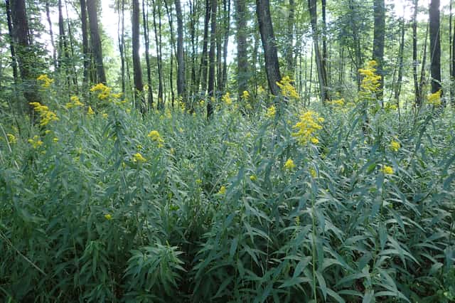giant goldenrod