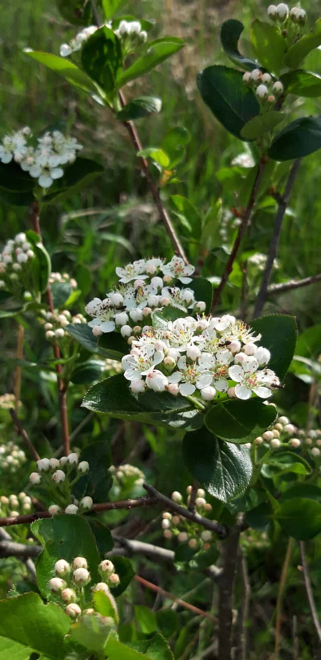 Sorbaronia