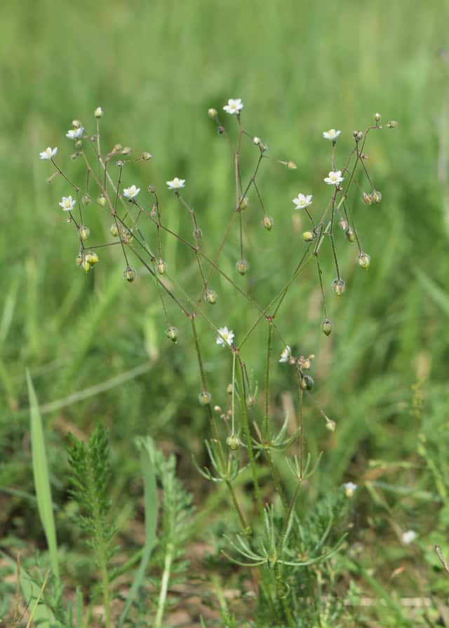 Espérgula-dos-campos
