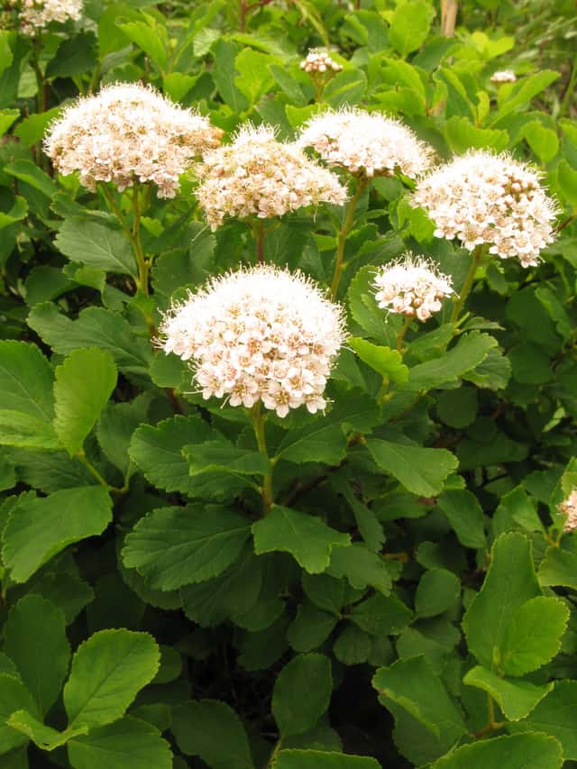 Espireia-de-folhas-de-bétula