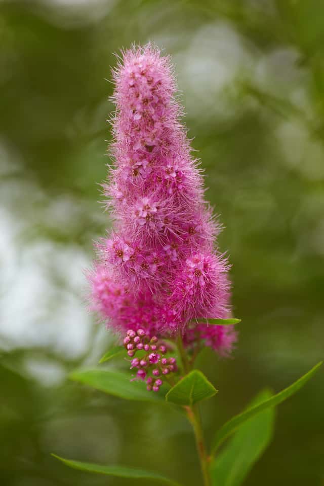 Espireia-de-billard