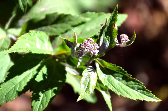 Willowleaf Spiraea