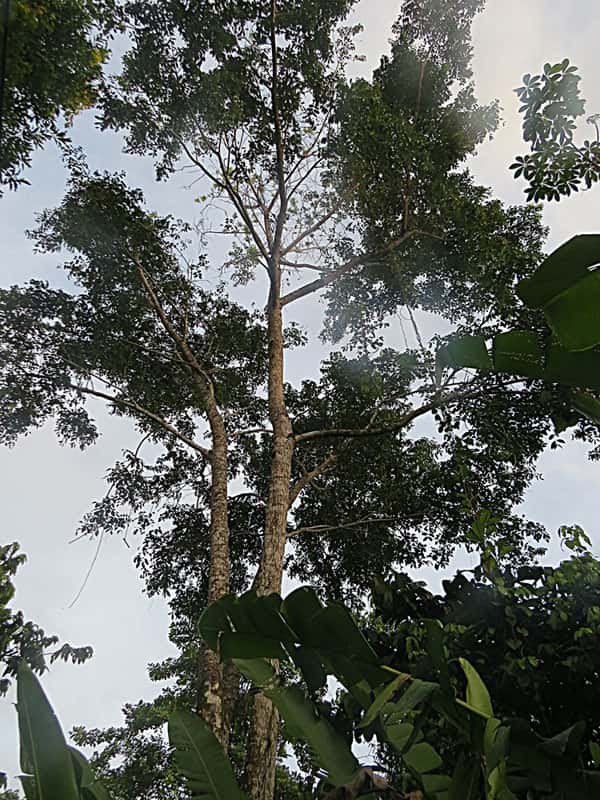 Cajá
