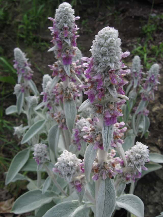 Lamb's Ear