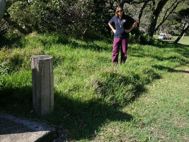 St. Augustine Grass