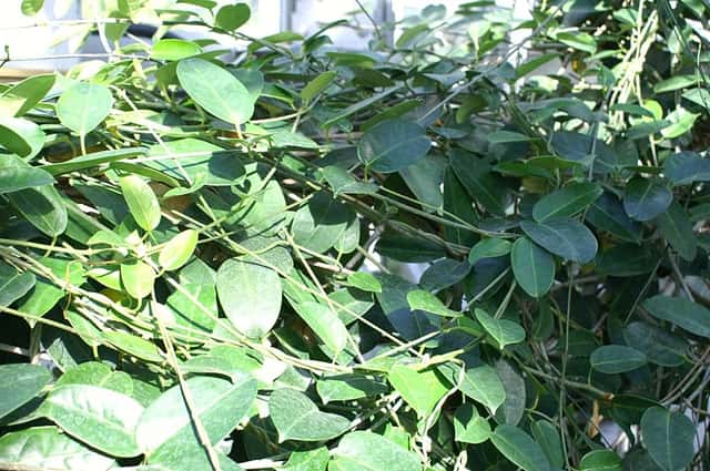 Madagascar Jasmine