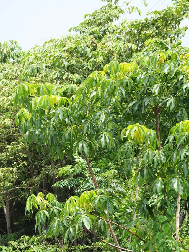 Tropical Chestnut