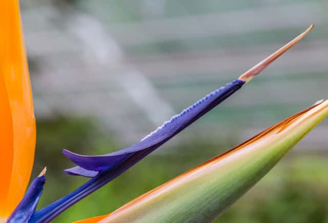 Bird of Paradise