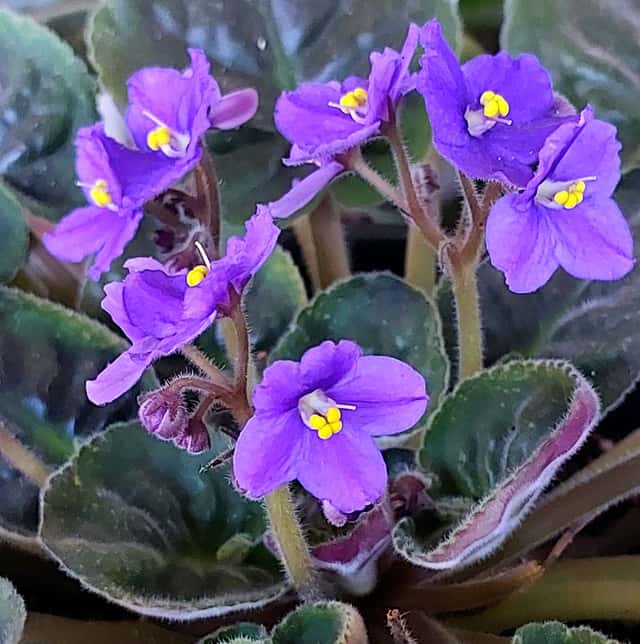 Violeta-africana