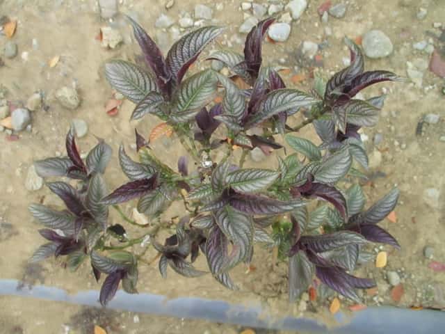 Escudo-persa