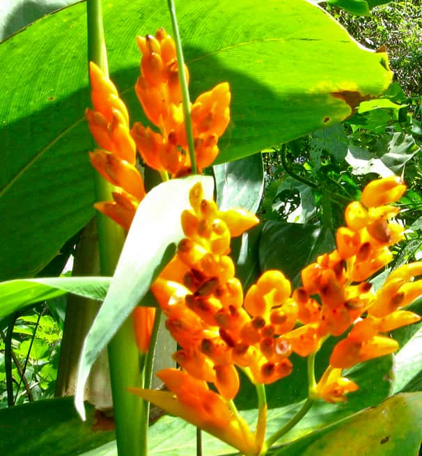 Stromanthe