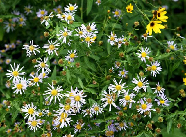 White Panicle Aster
