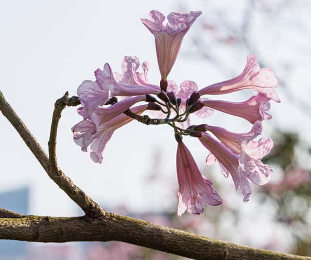 Ipê-rosa