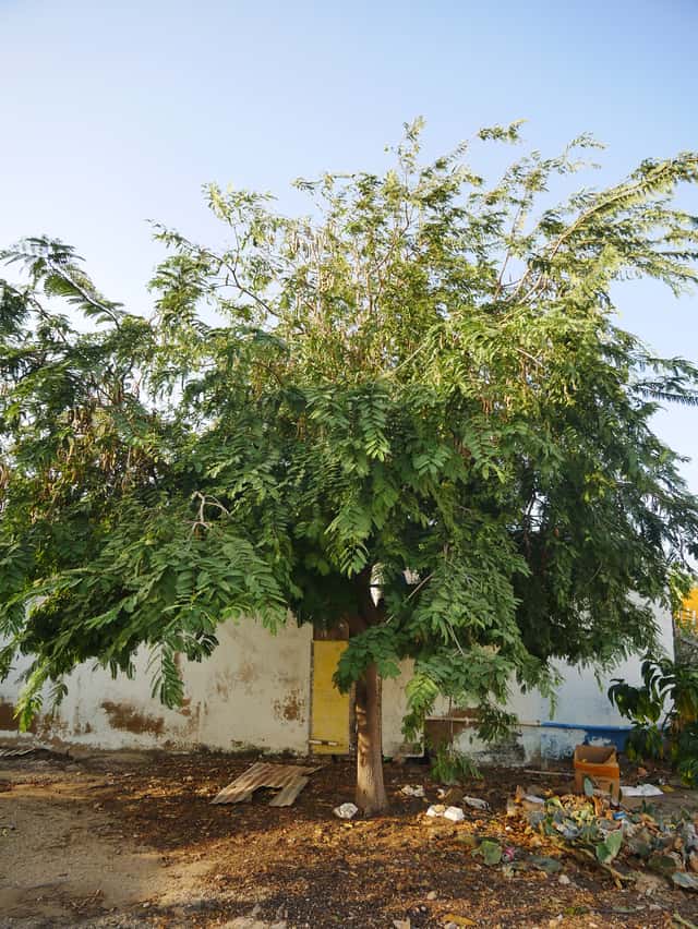 Tamarind
