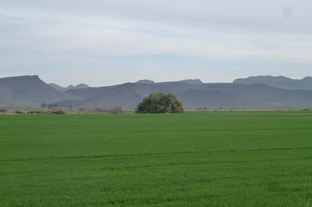Athel tamarisk