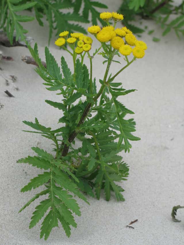 Tansy
